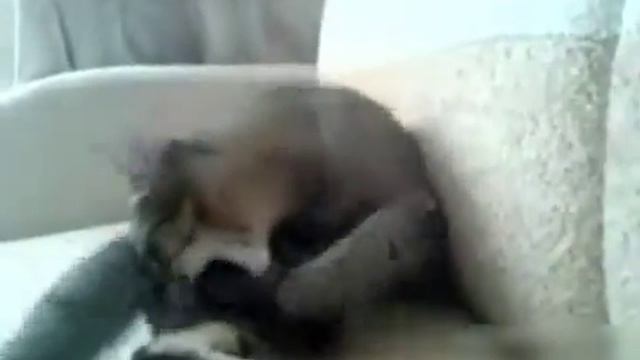 Кот играет с лапой смотреть онлайн