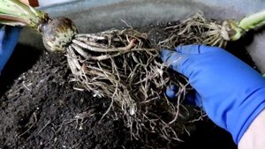 Когда отделять детки у гиппеаструмов?