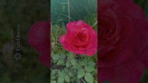 Роза Portlandia. Полуроспуск, роспуск, в букете