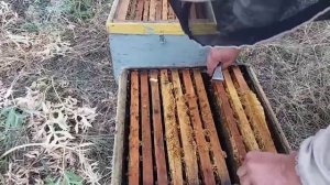 формируем пчелиные гнёзда в августе- зборка пчёл в зиму / пчеловодство