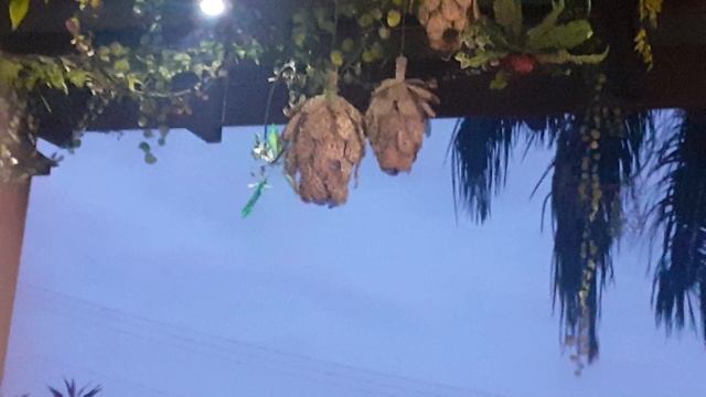 Mazurka No. 2 in B♭ Major, Op. 23 | “The Grand Mazurka” смотреть онлайн