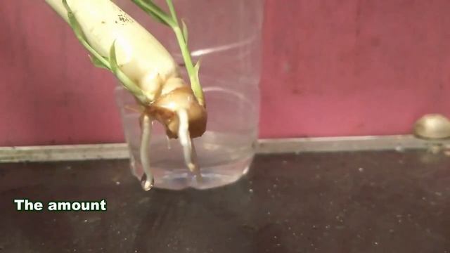 How To Grow Lemongrass From Cuttings in Water | Regrow Herbs In Pots - Gardening Tips смотреть онлайн