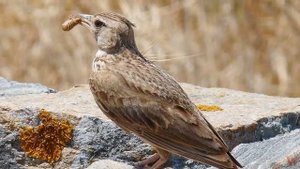Жаворонковые (лат. Alaudidae)
