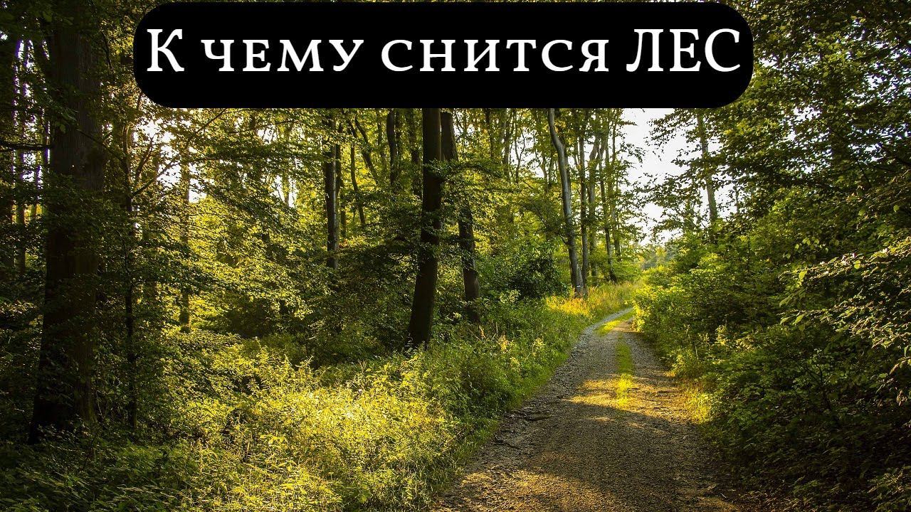 Во сне приснился лес