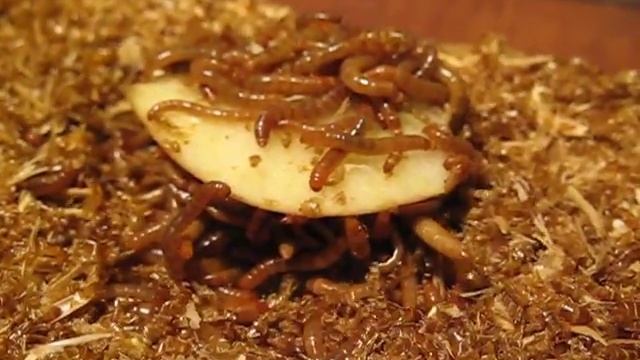 Hungry Mealworm Larvae (Tenebrio molitor) смотреть онлайн