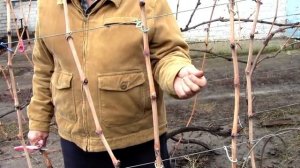 @Заготовка и хранение черенков винограда. Опыт Якушенко В.Е.