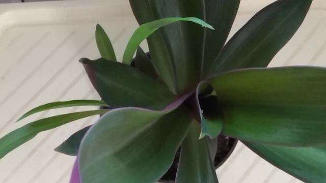 Что случилось с Рэо через год? смотреть онлайн