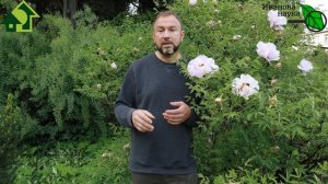 ГОРАЗДО ЛУЧШЕ ХИМИИ! КАК ИСПОЛЬЗОВАТЬ МАСЛО В САДУ и ОГОРОДЕ от БОЛЕЗНЕЙ и ВРЕДИТЕЛЕЙ? Эмульсия и т