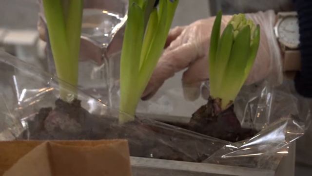 Мастер—класс «Гиацинты» (Часть 2) смотреть онлайн