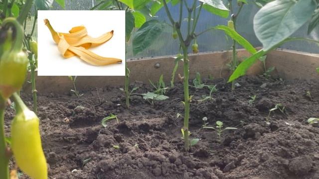 ЧЕМ ПОДКОРМИТЬ ПЕРЕЦ? ОЧЕНЬ ВАЖНАЯ ПОДКОРМКА ПЕРЦА ВО ВРЕМЯ ЦВЕТЕНИЯ И ПЛОДОНОШЕНИЯ.