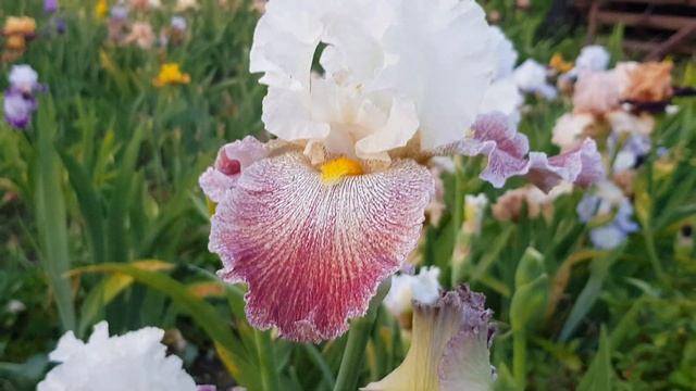 Цветение ирисов часть 3 смотреть онлайн