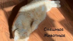 Смешные Животные | КОТЯРА