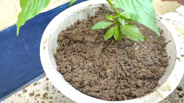PENTAS Flower / How to Grow & Care Pentas Flower / Care of Pentas Plant in English/ Pentas Care Tip