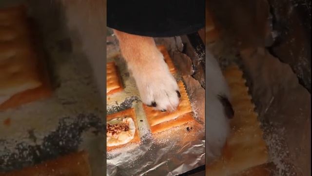 #short #Cat # Pet #Cute Chef Catie Puzzy Cooking Food | Милый кот готовит 2021