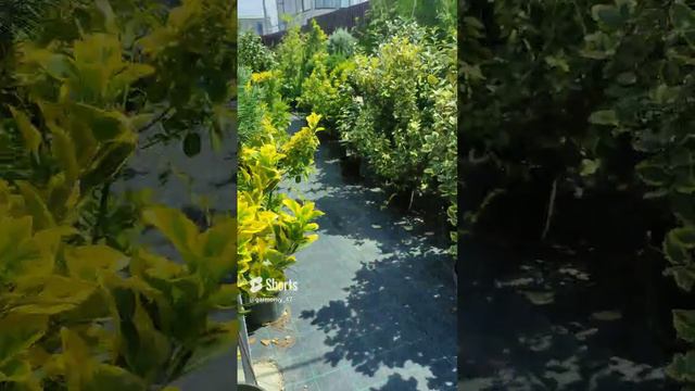 как вам такая идея_) #сад #дача #garden #растения немного занят_)