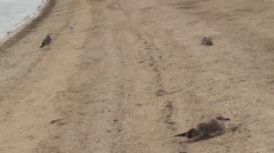 Азовское море село Глафировка