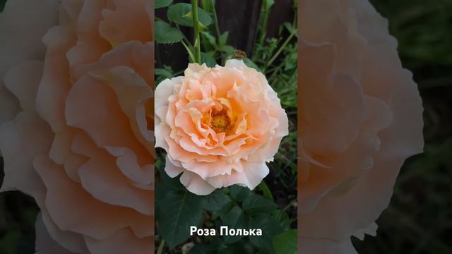 Роза Полька/ rose Polka