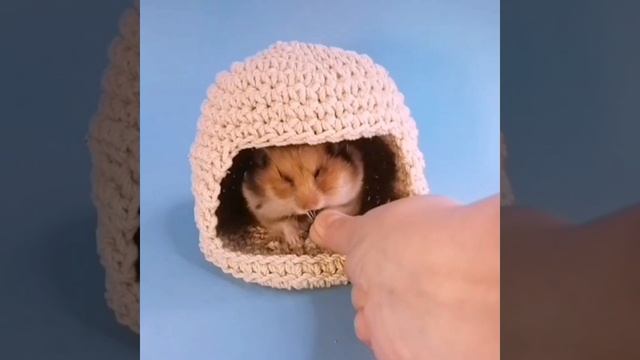 Домик для хомяка из веревки или джута. смотреть онлайн