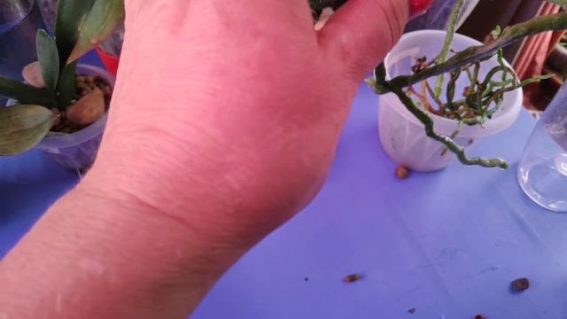 02.09.21.ОРХИДЕЯ Панда с цветоносом из точки роста.. пересадка. смотреть онлайн