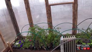 ПОДДЕРЖКА ОЧЕНЬ ВАЖНА! Таскаюсь с рассадой😆 Обрабатываем сад от болезней🌳ВМЕСТЕ С НАМИ. УЛАН-УДЭ