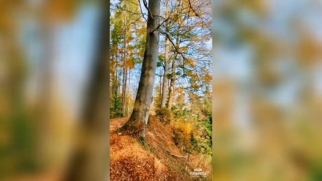 Буйство красок ОСЕНИ | осенняя природа под красивую музыку|autumn nature | beautiful music