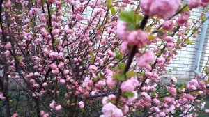 Как цветет миндаль. How almonds bloom