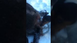 Джек Рассел Терьєр охота на кабана