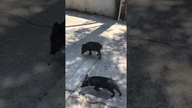 Дикие кабаны пришли к людям смотреть онлайн