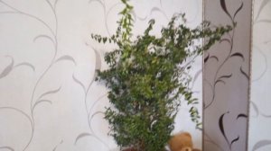 Мирт. Уход за миртом. Миртовое дерево #миртдома #мирт #уходзамиртом #глорияфлора #комнатные_растени