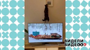 Кошка охотится на птиц в телевизоре. Видели видео? Фрагмент выпуска от 21.02.2021