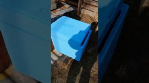 Улей из пенопласта для формирования отводков