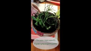 Посадки пересадки  - 1. Рипсалис и крассула