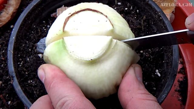 РАЗМНОЖЕНИЕ ГИППЕАСТРУМА ДЕЛЕНИЕМ ЛУКОВИЦЫ | Уход за растением смотреть онлайн