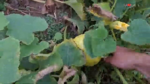 Новый сорняк наших огородов. смотреть онлайн