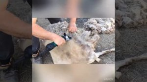 Стрижка барана электрической машинкой
