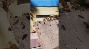 Как уберечь своих пчёл от напада чужих пчёл, ос, и шершней