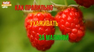 Что нужно сделать с малиной сейчас, чтобы в следующем году повысить урожай