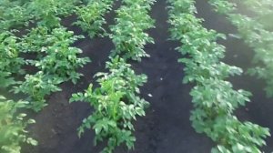 Обработка картофеля опрыскивателем против колорадского жука. Когда обрабатывать.