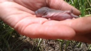 мышата в норке