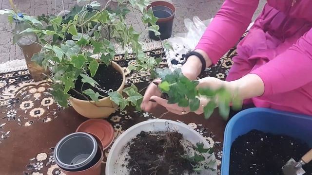 Дом в цветах//Комнатные цветы//Мои любимые плющики( хедеры) смотреть онлайн