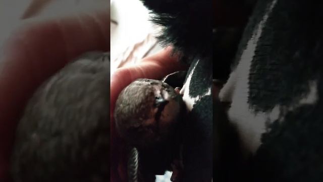 стриж. как дома живется стрижу смотреть онлайн