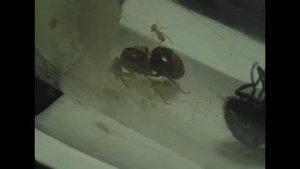 Содержание муравьёв Lasius flavus