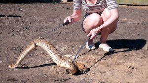 ПРОГУЛКА С ГРЕМУЧЕЙ ЗМЕЕЙ. Вне террариума змеям иногда тоже комфортно :)