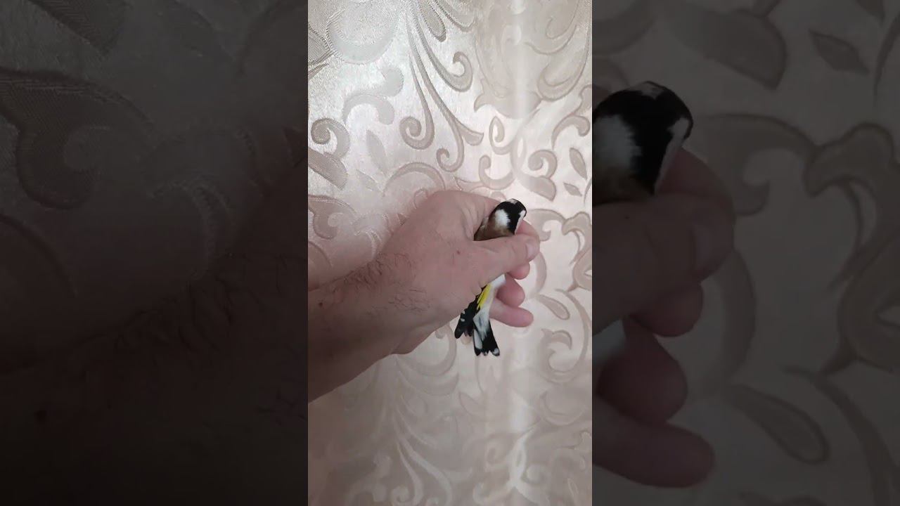 shchegol 12.12.2023. смотреть онлайн