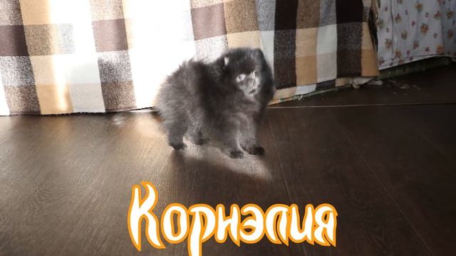 Померанский шпиц, девочка чёрного окраса