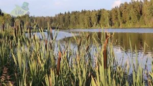 Карась в 10 раз лучше клюет на запах этого аптечного препарата. Хоть летом хоть осенью.