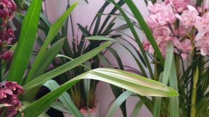 Цимбидиумы в моих условиях , мой уход.