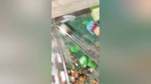 Муравьи жнецы.