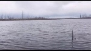 весенний сезон охота на уток якутия 2023