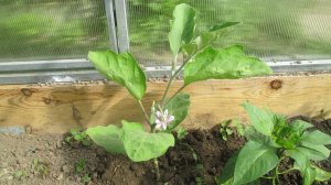 Формирование баклажанов